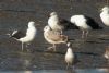 Caspian Gull at Hole Haven Creek (Steve Arlow) (81193 bytes)